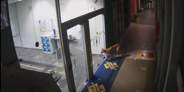 Felino vai até a agência do Bando do Brasil (BB) e dá "com a cara na porta" Foto: Câmera de segurança