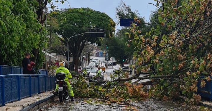 Árvore cai durante a chuva e fecha acesso ao distrito de Sousas, em Campinas.