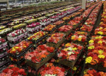 Cooperativa em Holambra: mercado de flores espera recuperar patamar de vendas em Finados - Foto: Divulgação