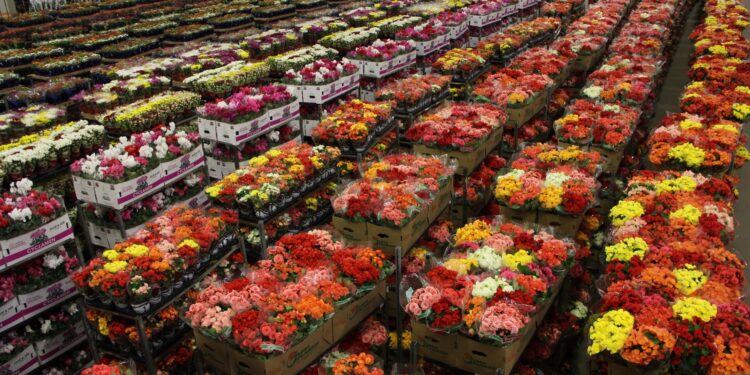 Mercado de flores espera recuperar vendas em Finados