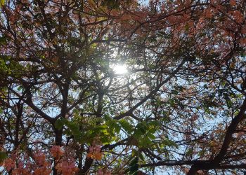 Sol entre galhos de árvore na Lagoa do Taquaral: temperatura terá elevação gradativa e calor volta à tona Foto: Leandro Ferreira/Hotra Campinas