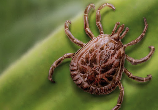 Febre maculosa provocou três mortes em Campinas neste ano