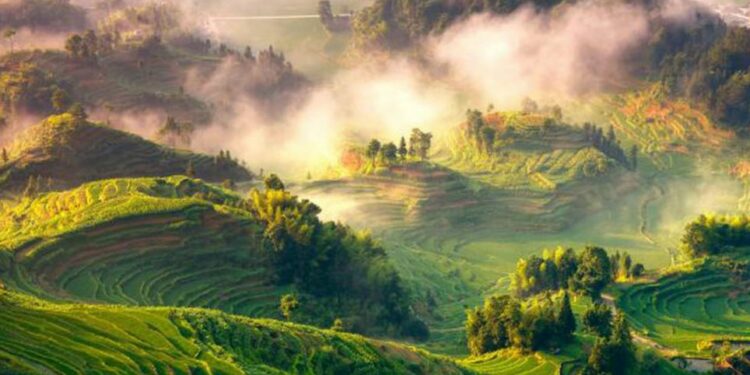 Na COP26, mais de 100 países se comprometem com o fim do desmatamento