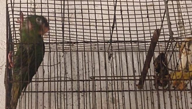 Maritaca presa em gaiola: animais silvestres não podem ser mantidos em cativeiro - Foto: Divulgação