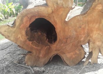 Vinhedo remove árvore oca de praça após laudo ambiental