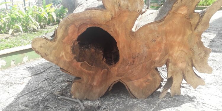 Vinhedo remove árvore oca de praça após laudo ambiental