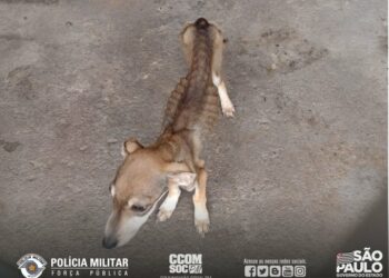 Imagem de um dos cães resgatados em Juquiá em condições famélicas e de desnutrição severa Foto: PM Ambiental/Divulgação