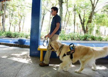 Campinas firma parceria para estimular uso de cão-guia