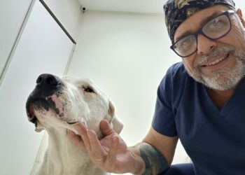 Novembro Azul Pet: um toque pode salvar uma vida