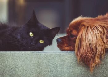 Lei que cria Programa de Proteção a Animais Domésticos é sancionada