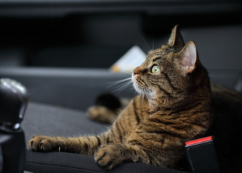 Levar o pet na viagem de férias: sim ou não?