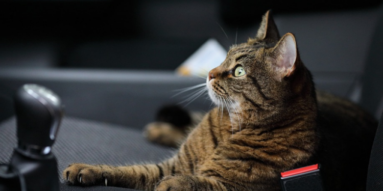 Levar o pet na viagem de férias: sim ou não?