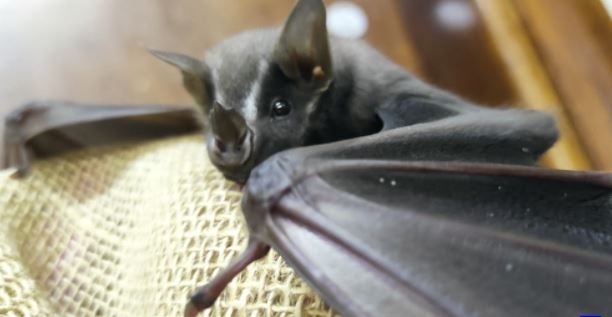 Após teste positivo, Barão Geraldo tem ação educativa sobre raiva