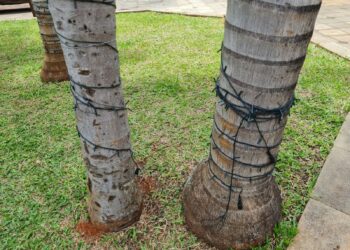 Fiação de iluminação foi arrancada dos troncos das palmeiras. Foto: Divulgação