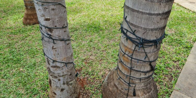 Fiação de iluminação foi arrancada dos troncos das palmeiras. Foto: Divulgação