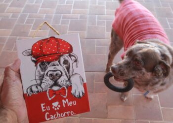 Mercado Pet deve encerrar 2021 com crescimento de 22,1% e faturamento de R$50 bilhões