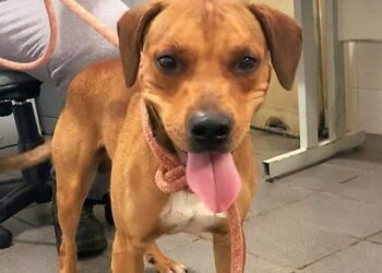 Campinas abre campanha para estimular a adoção de 300 animais