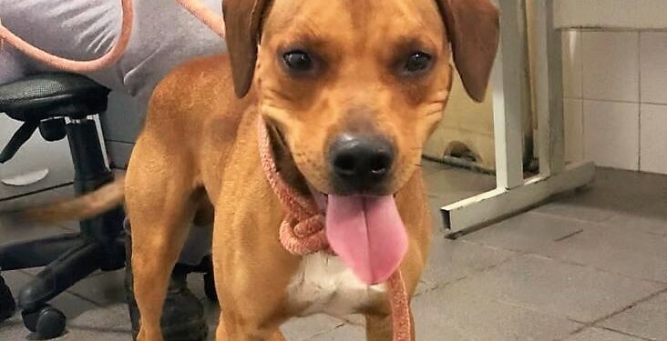 Campinas abre campanha para estimular a adoção de 300 animais