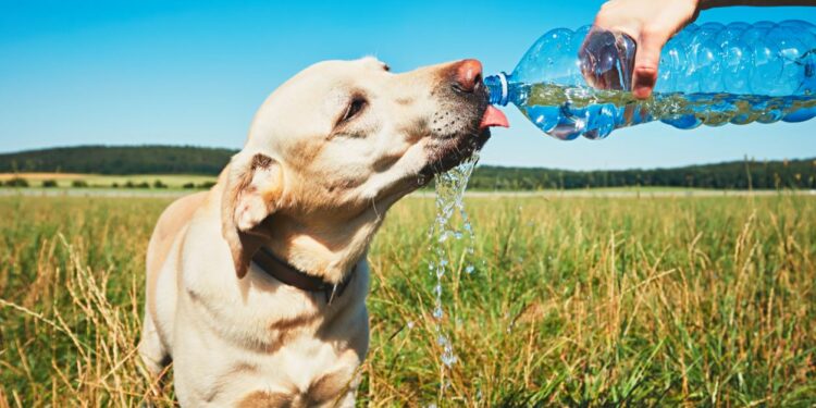 Hidratação é um dos cuidados importantes: deixar água sempre disponível - Foto: Divulgação/Envato