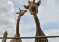 Girafas foram apreendidas e dois homens presos por maus tratos aos animais em resort no Rio - Foto: Agência Brasil/EBC