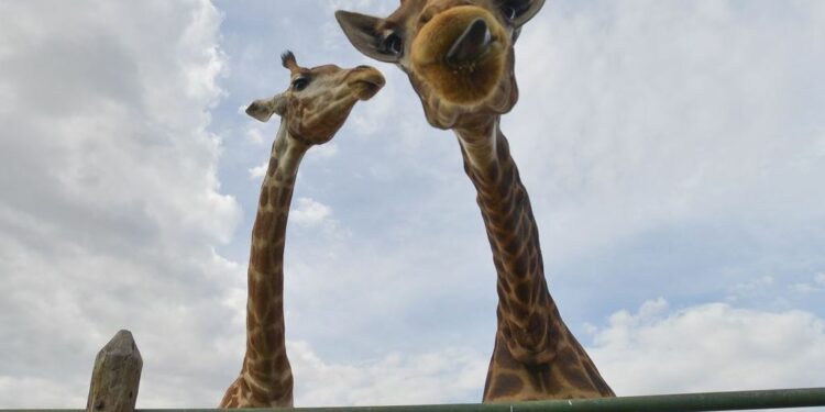 Girafas foram apreendidas e dois homens presos por maus tratos aos animais em resort no Rio - Foto: Agência Brasil/EBC