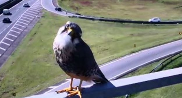 Falcão se exibe para câmera de concessionária de rodovia; veja vídeo