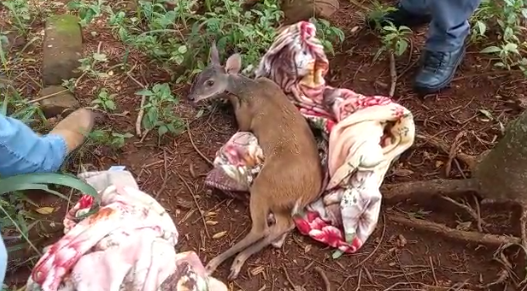 Cervo é resgatado em área urbana e solto em mata em Jaguariúna