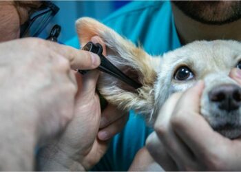 Otite em pet: saiba mais sobre a doença