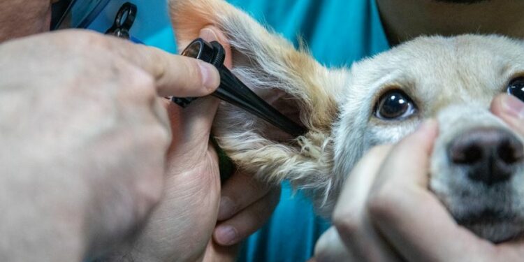 Otite em pet: saiba mais sobre a doença
