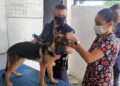 Entre os animais consultados está o pastor alemão Korus, o mais novo membro da família dos cães policiais no Canil da GM - Foto: Divulgação