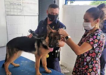Entre os animais consultados está o pastor alemão Korus, o mais novo membro da família dos cães policiais no Canil da GM - Foto: Divulgação