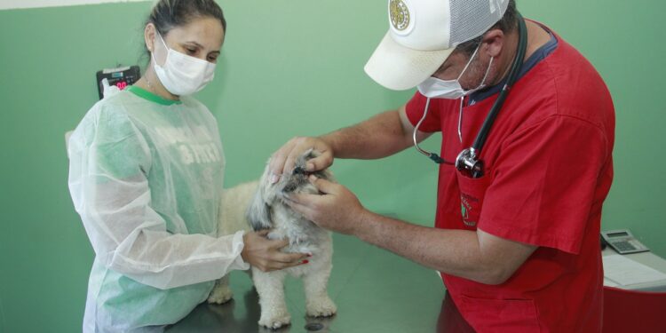 Cão é avaliado durante atendimento no posto veterinário de Jaguariúna Foto: Ivair Oliveira/PMJ/Divulgação