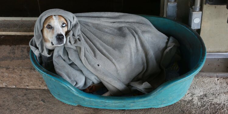 Campinas anuncia ambulatório móvel para atendimento gratuito a cães e gatos