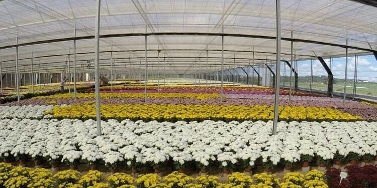 Holambra abre fazendas para visitação em evento de abril