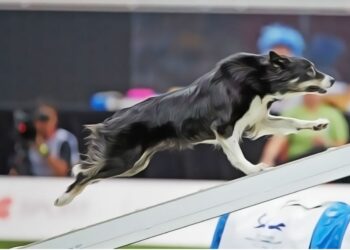 Competição, que reúne cães e treinadores, será realizada entre 7 e 10 de abril na cidade de Itu - Foto: Reprodução