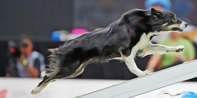 Competição, que reúne cães e treinadores, será realizada entre 7 e 10 de abril na cidade de Itu - Foto: Reprodução
