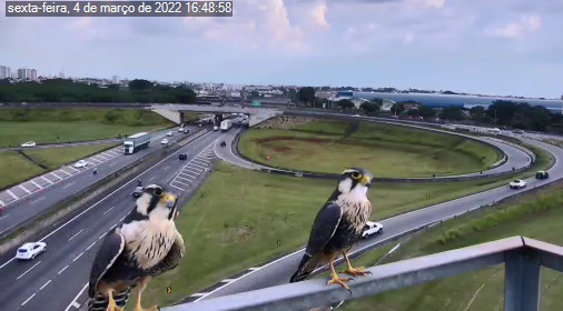 Falcões fazem pose para a câmera no Trevo da Anhanguera