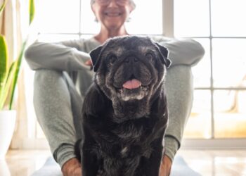 Longevidade em cães: com o avanço dos anos, algumas enfermidades começam a atingir os pets - Foto: Divulgação