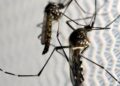 Campinas vive neste ano a maior epidemia de dengue da história: já são mais de 70 mil casos. Foto: Arquivo
