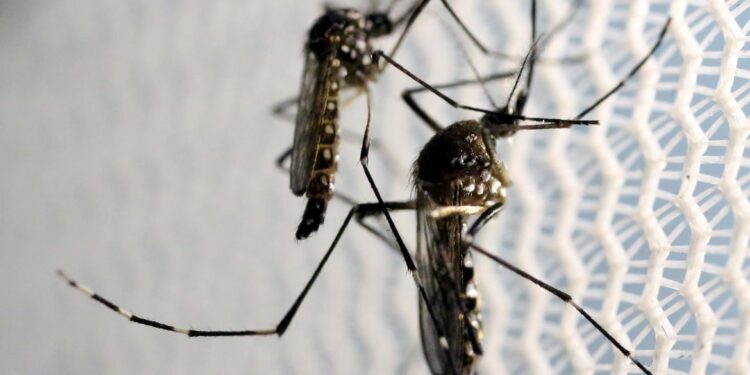 Diretor da Opas pediu esforços intensificados para eliminar os criadouros do mosquito -  Foto: Arquivo