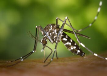 A principal forma de evitar a doença é eliminar os criadouros do mosquito - Foto: Pixahere/Divulgação