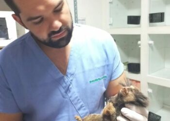 O veterinário Bruno Jancowski: uma fêmea com um filhotinho na barriga - Foto e vídeo: Divulgação/Guarda Municipal