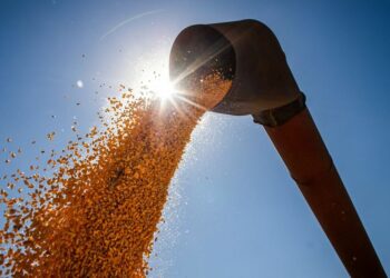 IBGE estima safra recorde em 2022: principal produto que está puxando o resultado recorde é o milho, principalmente o milho 2ª safra, com um crescimento de 35,5% frente ao ano anterior Foto: CNA/Wenderson Araújo/Trilux