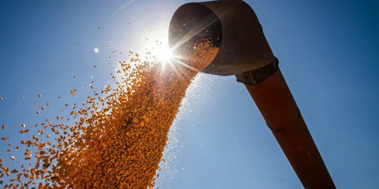IBGE estima safra recorde em 2022: principal produto que está puxando o resultado recorde é o milho, principalmente o milho 2ª safra, com um crescimento de 35,5% frente ao ano anterior Foto: CNA/Wenderson Araújo/Trilux