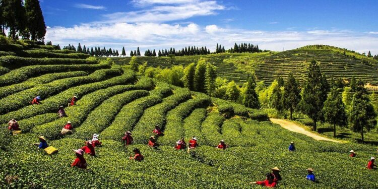 Plantação de folhas de chá em Fuzhou, na China. Foto: FAO/Onu