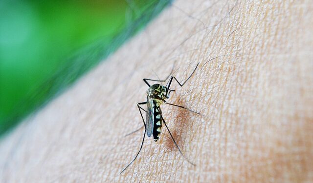 Uma idosa de 84 anos é a sexta vítima da dengue em Americana. Foto: Arquivo
