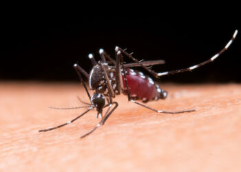 De janeiro até 11 de maio, Campinas registrou 4.125 casos de dengue. Foto: Arquivo