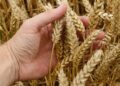 Crise alimentar no mundo: Ucrânia é grande exportadora de cereais, sobretudo de trigo e milho - Foto: Pixabay