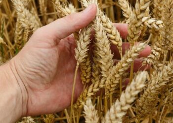 Ucrânia é grande exportadora de cereais, sobretudo de trigo e milho: acordo vai liberar exportação - Foto: Pixabay