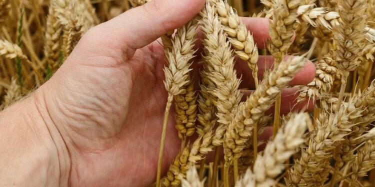 Ucrânia é grande exportadora de cereais, sobretudo de trigo e milho: acordo vai liberar exportação - Foto: Pixabay